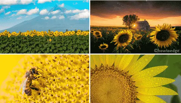 Sunflowers PREMIUM Windows 10 Theme