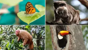 Amazon Wildlife PREMIUM Windows 10 Theme