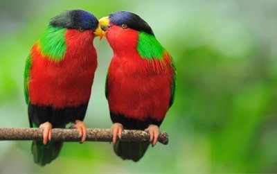 Fifty Rare Collection of Windows 10 Themes - Colorful Birds