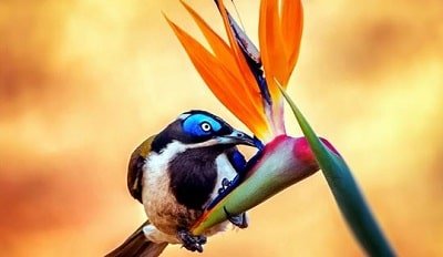 Fifty Rare Collection of Windows 10 Themes - Rainbow of Birds